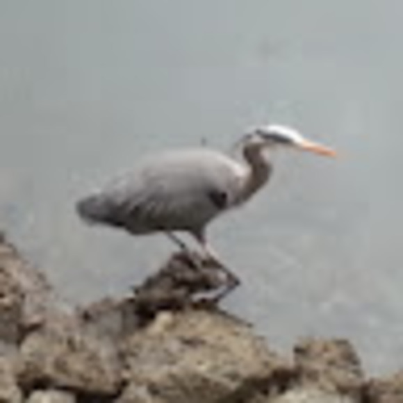 Meet your Posher, Jody - Picture 1 of 1